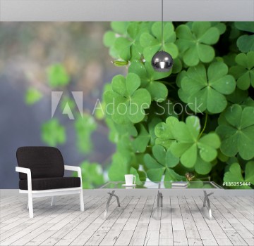 Picture of Green plant background close up Leaves green
